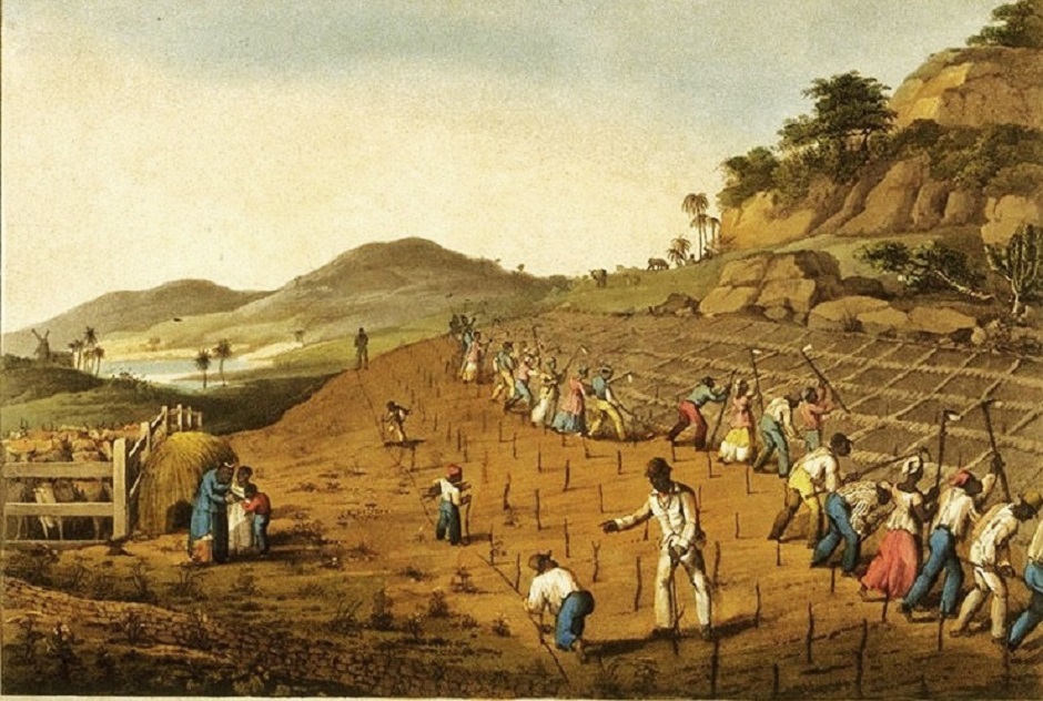rum plantation