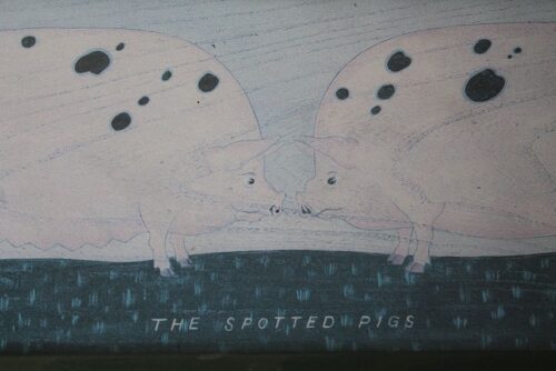 close up of spotted pigs