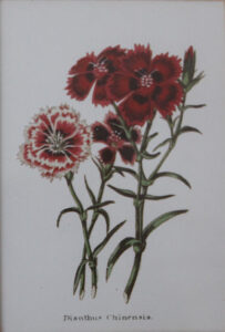 set of 3 flower prints